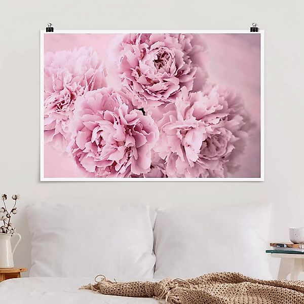 Poster - Querformat Rosa Pfingstrosen günstig online kaufen