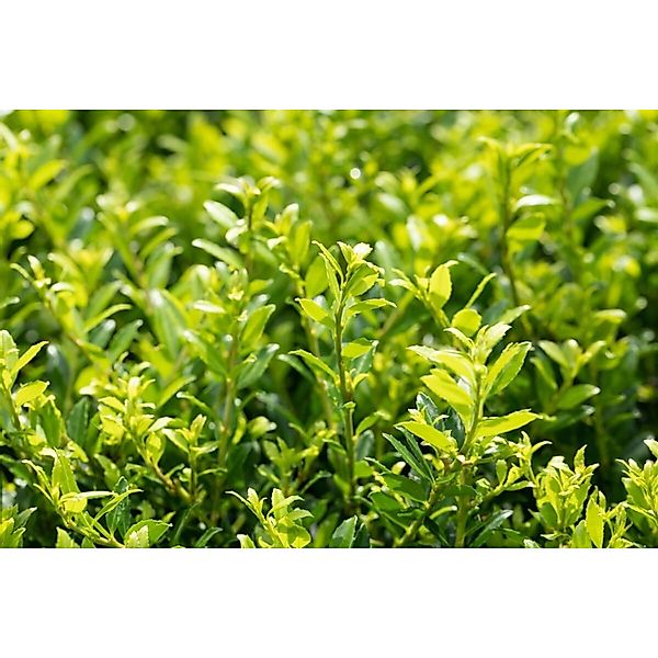 Ilex Crenata Twiggy Japanische Stechpalme Kugelförmig 25–30 cm günstig online kaufen