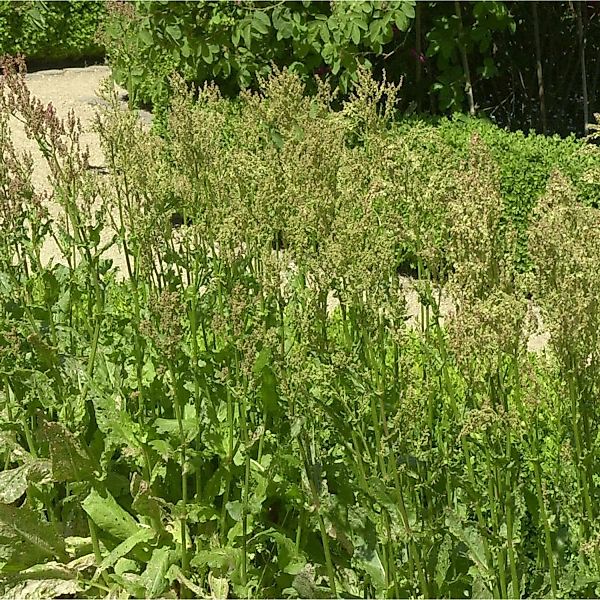 Sauerampfer - Rumex rugosus günstig online kaufen