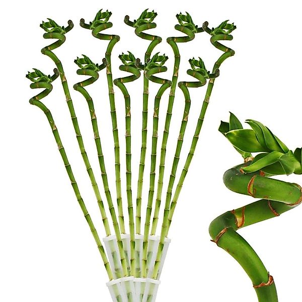 Exotenherz Zimmerpflanze 10er Set Glücksbambus 'Lucky Bamboo' spiralförmig günstig online kaufen