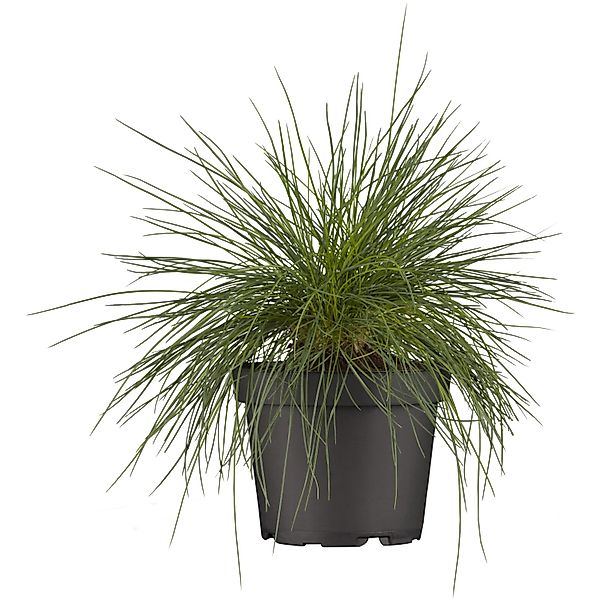 Blau-Schwingel Braungelb Topf-Ø ca. 9 cm x 9 cm Festuca günstig online kaufen