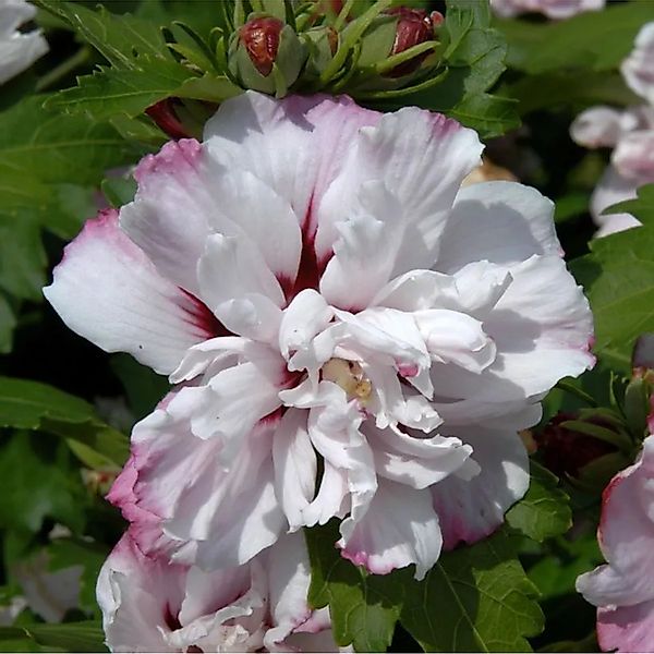 Garteneibisch Starburst Chiffon 30-40cm - Hibiscus günstig online kaufen