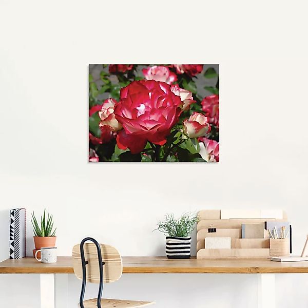 Artland Glasbild "Rot weiße Rosenblüte", Blumen, (1 St.), in verschiedenen günstig online kaufen