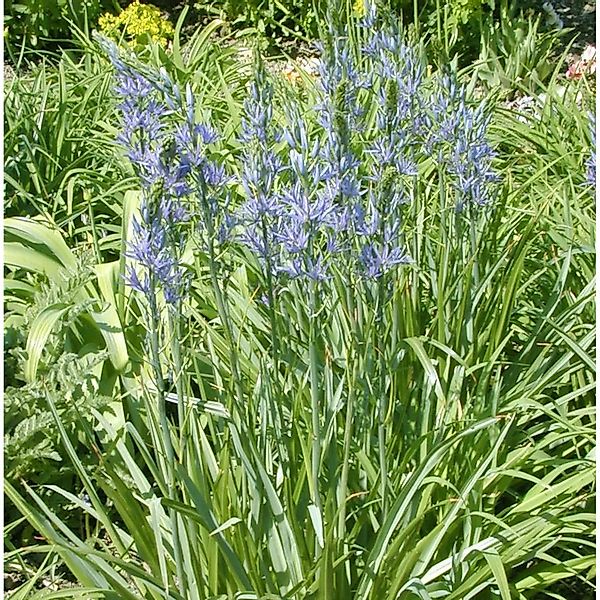 Präriekerze Caerulea - Camassia,eichtlinii günstig online kaufen