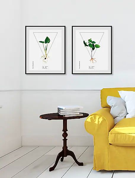 queence Bild »Ficus benjamina« 1 Stk. tlg. günstig online kaufen