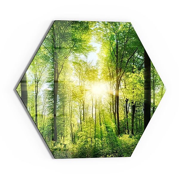 DEQORI Glasbild 'Sonne durchbricht Wald', 'Sonne günstig online kaufen