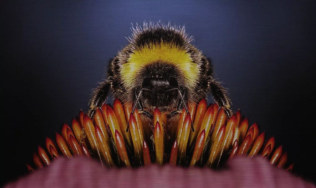 Wandkraft | Wanddekoration Wunderbare Bienen günstig online kaufen