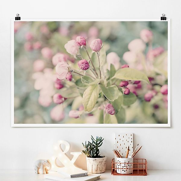 Poster Apfelblüte Bokeh rosa günstig online kaufen