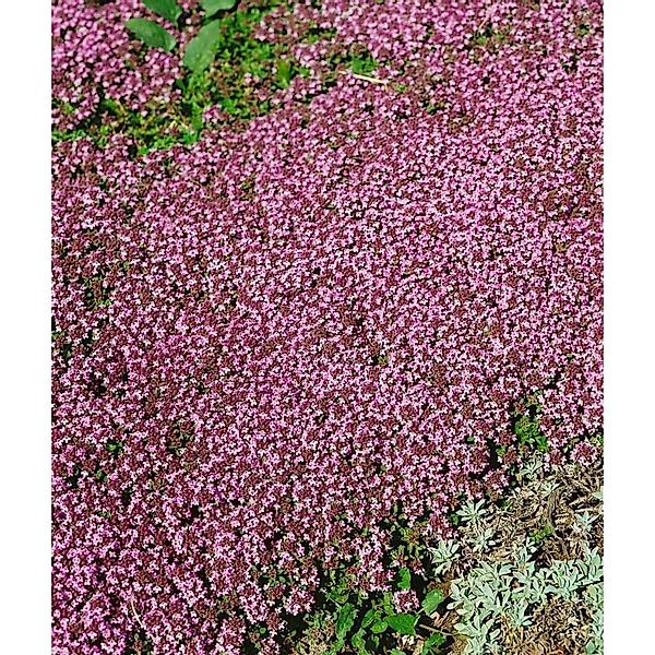 Thymus Serpyllum Magic Carpet Teppich-Thymian Ca. 9x9 cm Topf günstig online kaufen