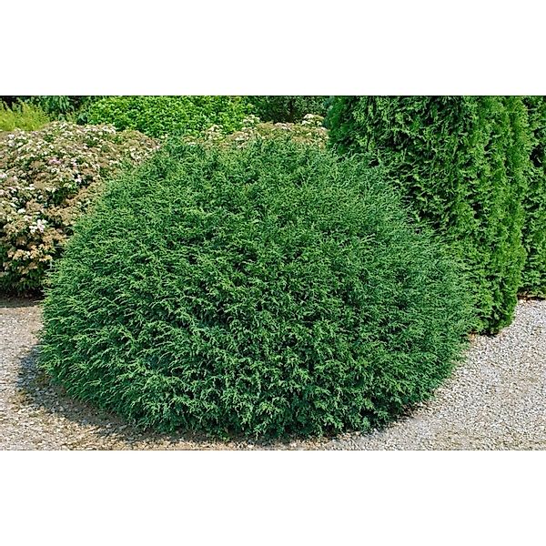 Chamaecyparis lawsoniana 'Tharandtensis Caesia' 50 cm Stammhöhe günstig online kaufen