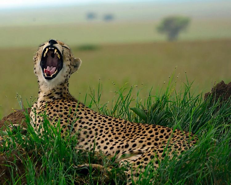 Fototapete "GepardTansania" 4,00x2,50 m / Glattvlies Perlmutt günstig online kaufen
