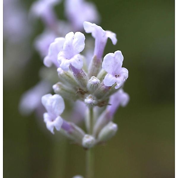 Echter Lavendel Rosea - Lavandula angustifolia günstig online kaufen