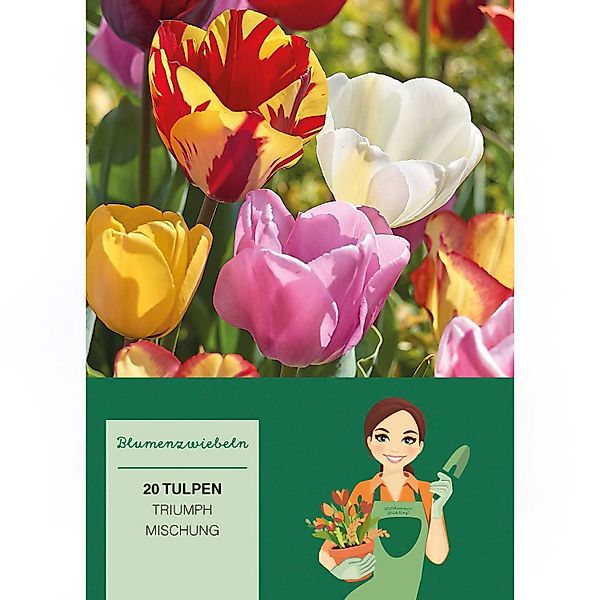 Tulipa Triumph Mischung  20 Stück Tulipa triumph Mixed günstig online kaufen