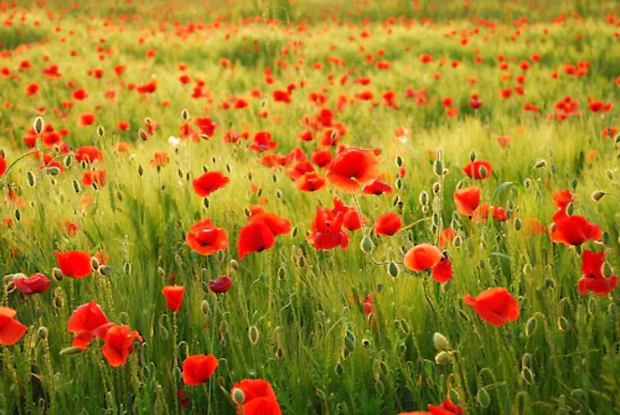Papermoon Fototapete »Field of Poppies« günstig online kaufen
