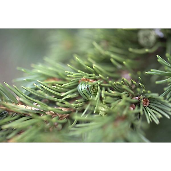 Picea Pungens Lucky Strike Blau-Fichte 25–30 cm günstig online kaufen
