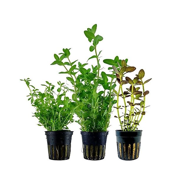 Aquaone Wasserpflanze Pflanzen Set mit 3 Bacopa Aquariumpflanzen Set Nr.239 günstig online kaufen