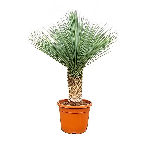 Exotenherz Palmlilie Yucca Rostrata 55cm Topf ca. 150-170 cm Hoch günstig online kaufen