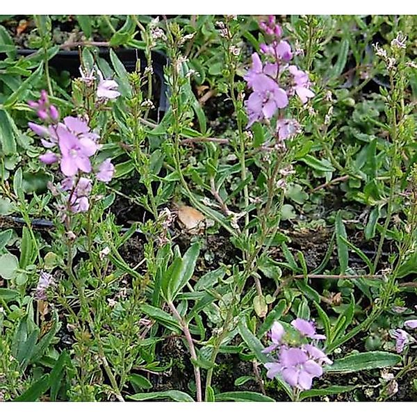 Teppichveronika Rosea - Veronica prostrata günstig online kaufen