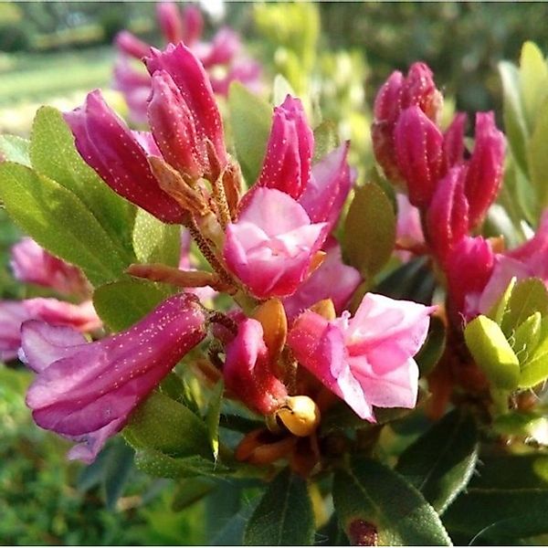 Bewimperte Alpenrose Typ Schnupper 15-20cm - Rhododendron hirsutum günstig online kaufen