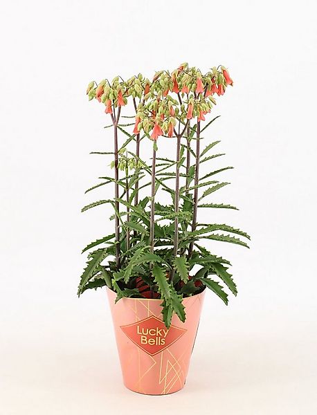 meinvipshop Zimmerpflanze Kalanchoe Lucky Bells 40cm Rarität günstig online kaufen