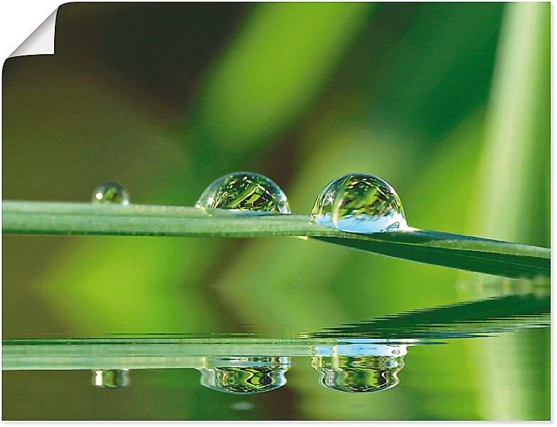 Artland Poster »Zwei Wassertropfen« Gräser 1 Stk. tlg. als Leinwandbild, Wa günstig online kaufen
