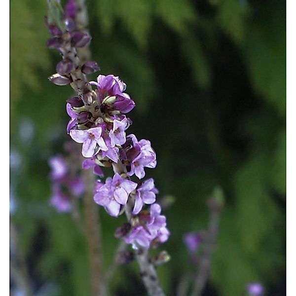 Roter Märzenseidelbast 30-40cm - Daphne mezereum günstig online kaufen