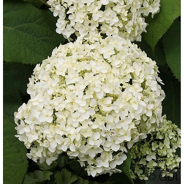 Ballhortensie Annabelle 80-100cm - Hydrangea arborescens günstig online kaufen