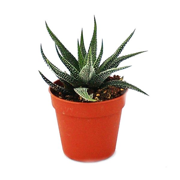Exotenherz Haworthia Attenuata Kleine Pflanze im 5,5cm Topf günstig online kaufen