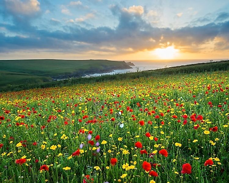 Papermoon Fototapete »BLUMEN-WIESE-MOHN FELD CORNWALL MEER KÜSTE SONNE WOLK günstig online kaufen