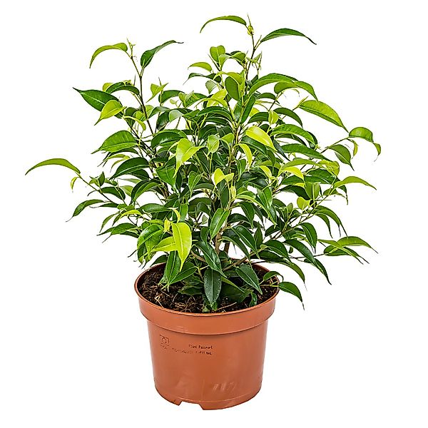 GROW by OBI Birkenfeige Natasja Höhe ca. 30 cm Topf-Ø ca. 12cm Ficus benjam günstig online kaufen