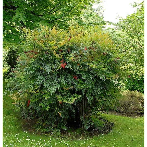 Himmelsbambus 40-60cm - Nandina domestica günstig online kaufen