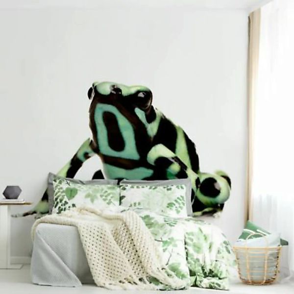 Bilderwelten Kindertapete Zebra Frog grün Gr. 288 x 288 günstig online kaufen