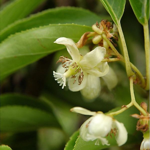 Mini-Kiwi Weiki männlich 40-60cm - Actinidia arguta günstig online kaufen