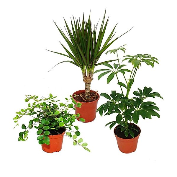 Exotenherz Zimmerpflanzen Set mit 3 Pflanzen Typ 2 9cm günstig online kaufen