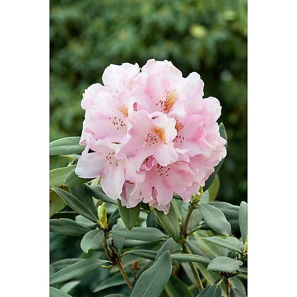 Rhododendron Bureavii Teddy Bear Immergrün 70–80 cm günstig online kaufen