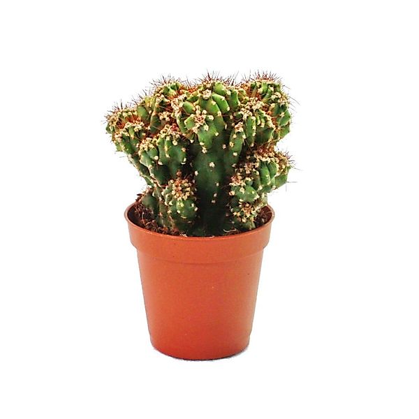 Exotenherz Cereus Peruvianus Monstr. Felsenkaktus im 8,5cm Topf günstig online kaufen