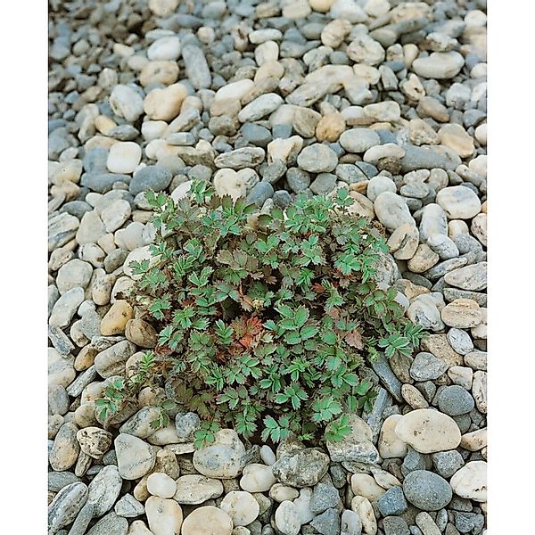 Acaena Caesiiglauca Blauer Stachelnüsschen Ca. 9x9 cm Topf günstig online kaufen