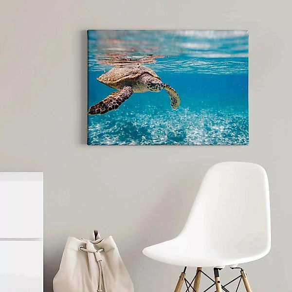 Bricoflor Wandbild Mit Schildkröte Unterwasser Bild Auf Leinwand Mit Meeres günstig online kaufen
