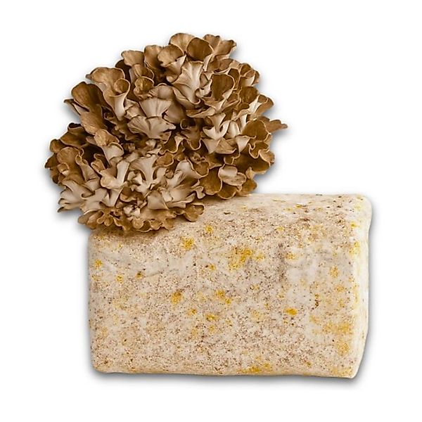 Hawlik Pilzbrut Bio Pilzzuchtset für Maitake mit Vorbereitetem Myzel-Substr günstig online kaufen