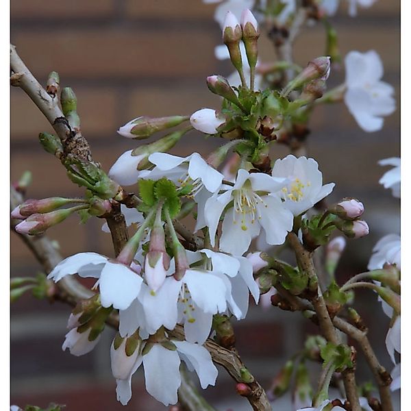 Geschlitzte Zierkirsche Kojou no mai 40-60cm - Prunus incisa günstig online kaufen