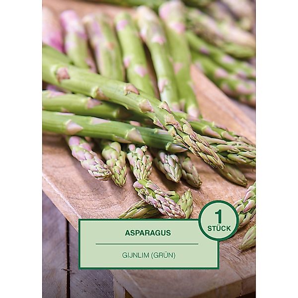 Asparagus 1 Stück Aspargus officinalis Gijnlim günstig online kaufen