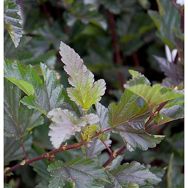 Blasenspiere Red Baron 60-80cm - Physocarpus opulifolius günstig online kaufen