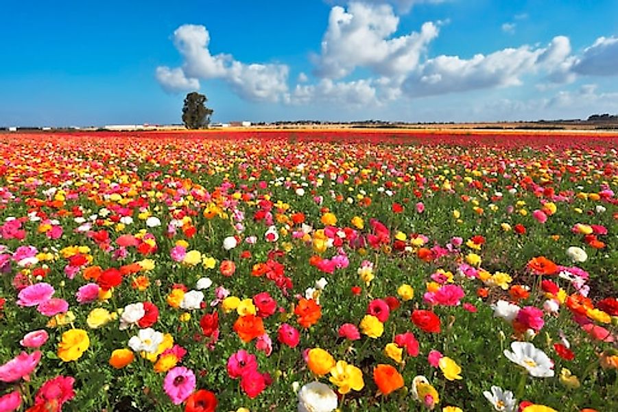 Papermoon Fototapete »Garden Buttercups« günstig online kaufen