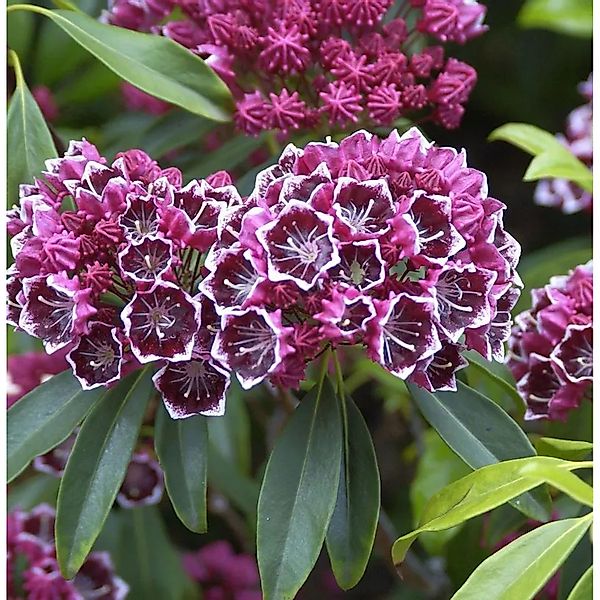 Großer Berglorbeer Kaleidoskop 40-50cm - Kalmia,atifolia günstig online kaufen