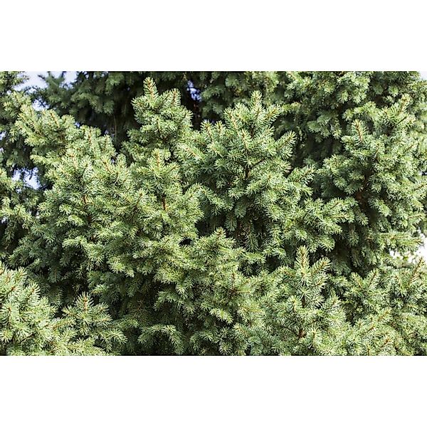 Picea Abies Gemeine Fichte 150–175 cm günstig online kaufen