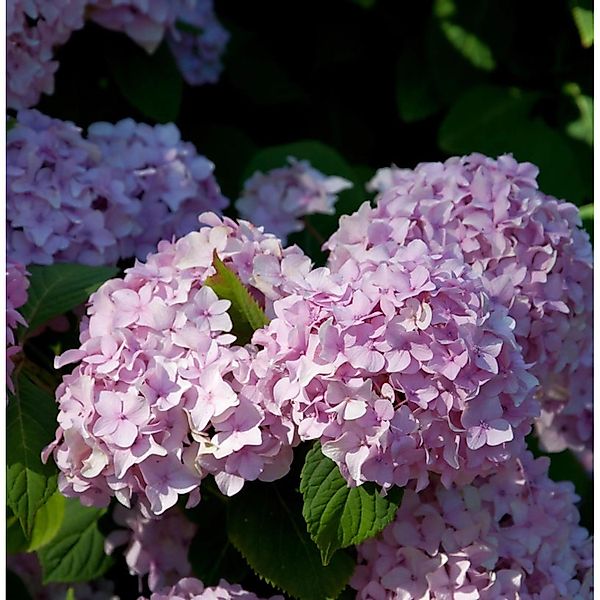 Teller Hortensie Preziosa 60-80cm - Hydrangea serrata günstig online kaufen