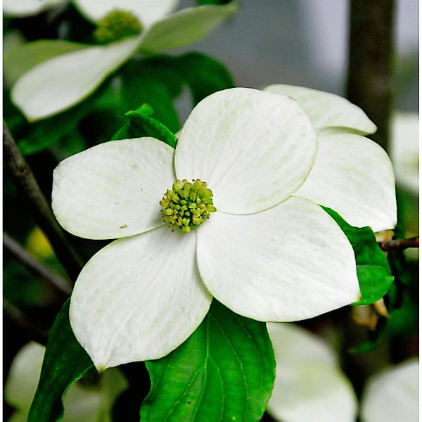 Japanischer Blumenhartriegel Starlight 100-125cm - Cornus kousa günstig online kaufen