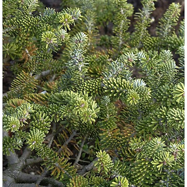 Zwergige Koreatanne 50-60cm - Abies koreacarpa günstig online kaufen