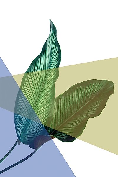 queence Acrylglasbild »Blätter« Blätter   Blätterbilder   Kunst   Pflanzen günstig online kaufen