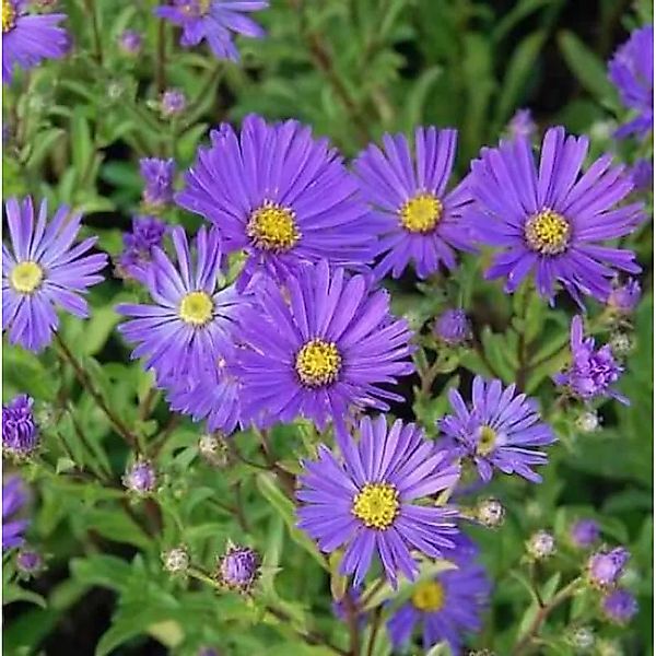 Sommeraster Veilchenkönigen - Aster amellus günstig online kaufen